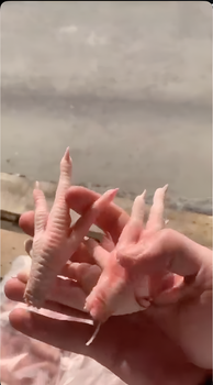 Frozen Chicken Feet Cut Other Freshness Level Frozen Degree of Processing Unprocessed Features No Artificial Flavors, No Preservatives, Without Colourants - J.E.R - Uzbekistan