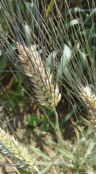 Einkorn Wheat Seed – product photo, Wheat Flour products found from trusted suppliers, wholesalers, manufacturers & exporters Listing