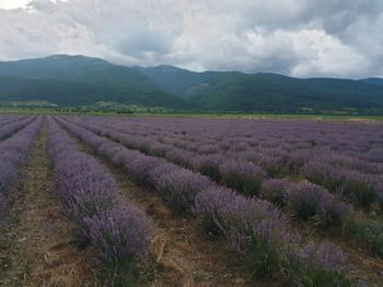 lavender bio oil, producer of essential oil and floral waters from Alba Group LTD lavender bio oil, producer of essential oil and floral waters - Alba Group LTD - Bulgaria