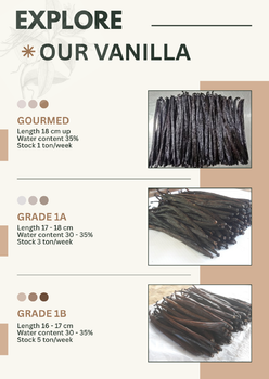 Planifolia Vanilla Bean Grade 1A - P4S Griya Vanili - Indonesia