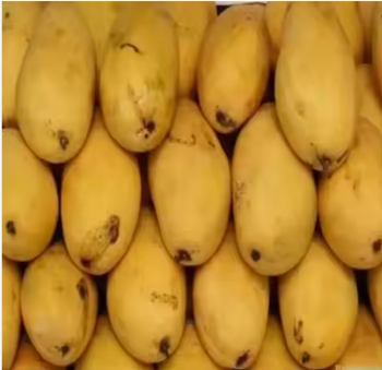 Fresh Mango – Premium Export Quality, Sweet & Juicy Varieties, Bulk Wholesale Supply - TRADE NEPAL LLC - United States