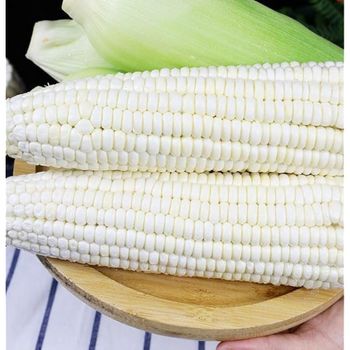 Best Selling Organic Dried Yellow and White Corn Maize for Animal Feed Bulk - AGRONOVA - United States
