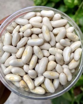 Pure Natural White Kidney Beans High Nutrition Whole Beans Cheap Bulk Wholesale Price from A.C.P. AGRICULTURE COMPANY LIMITED Pure Natural White Kidney Beans High Nutrition Whole Beans Cheap Bulk Wholesale Price - A.C.P. AGRICULTURE COMPANY LIMITED - Thailand