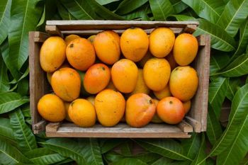 Fresh Alphonso – product photo, Fresh Alphonso Mango products found from trusted suppliers, wholesalers, manufacturers & exporters Listing