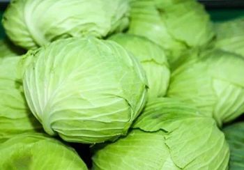 Fresh and Premium Chinese Cabbage Kind Fresh Size 1.5kg Color Green Origin China Trademark GOGO HS Code 0706100001 Storage Method - Jinan Gogo International Trade Co., Ltd. - China