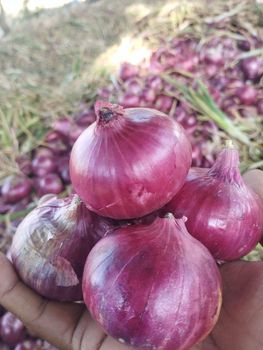 Fresh Red Onion (Indian Origin) – product photo, Dried Red Onion products found from trusted suppliers, wholesalers, manufacturers & exporters Listing