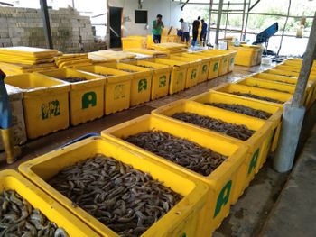 Fresh Shrimp from Lampung Indonesia - CV RADEWA SOLUSINDO - Indonesia
