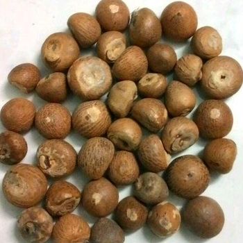 Export Quality Dried Betel Nuts Wholesale Cheap Bulk Areca Nuts for Global Markets and Commercial Buyers from A.C.P. AGRICULTURE COMPANY LIMITED Export Quality Dried Betel Nuts Wholesale Cheap Bulk Areca Nuts for Global Markets and Commercial Buyers - A.C.P. AGRICULTURE COMPANY LIMITED - Thailand