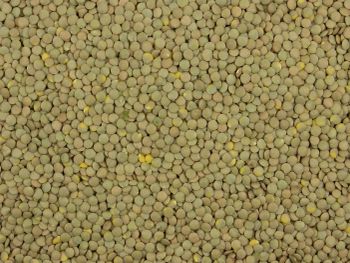 High Quality Organic French Green Lentil Seeds Healthy Raw Food at Economical Price for Consumption - VERTEX TRADING LIMITED - United Kingdom