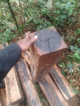 Ebony wood Color Dark Density Dense Fit Sizes Four Intended Use - Kelvinblackwood and sons - Nigeria