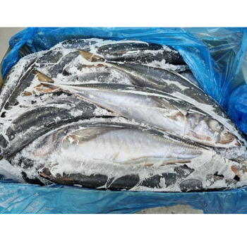 Premium Quality Frozen Mackerel Fish For Sale / Wholesale Prices Frozen Mackerel Fish / All Sizes - Banyen Inter Corp - Thailand