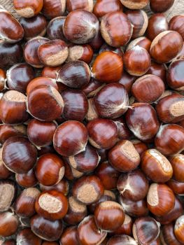 Wholesale Raw Chestnut Fresh Chestnut Price Per Kg in Bag Grade A Organic Yes Type Chestnuts Packaging Custom Brand Name Custom - VERTEX TRADING LIMITED - United Kingdom