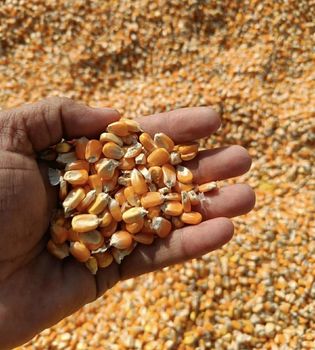 Corn - Trust And Trade - Bangladesh