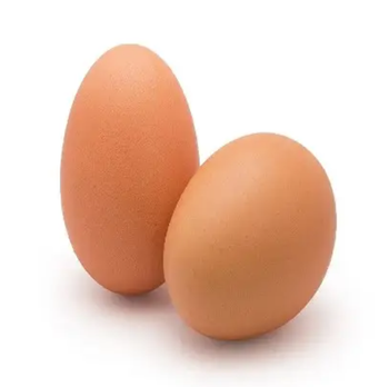 Top Quality Pure Brown process eggs - TRADE NEPAL LLC - United States