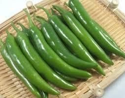 Top Quality Korean Green Pepper - BF GLOBAL TRADING (PTY) LTD - South Africa