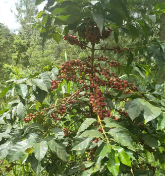 Kenyan Specialty Arabica Green Coffee Beans | SCA Cup Score 88 | Fairtrade Certified - Allthatnet - South Korea