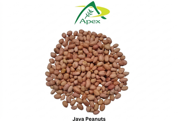 Java Peanut 7080, Java Peanuts, Java Peanut 70 80,Peanut, Peanuts, Arachis hypogaea, Java Peanut 70/80, Java Peanut, Java Peanut Kernels, Java Peanut, Indian Java Peanut, Indian Blanched Peanut, Peanuts Java Kernels, Peanuts Kernels, Peanut With Shell, Peanuts, Indian Peanut, Java Peanut Supplier From India. from APEX INTERNATIONAL Java Peanut 7080, Java Peanuts, Java Peanut 70 80,Peanut, Peanuts, Arachis hypogaea, Java Peanut 70/80, Java Peanut, Java Peanut Kernels, Java Peanut, Indian Java Peanut, Indian Blanched Peanut, Peanuts Java Kernels, Peanuts Kernels, Peanut With Shell, Peanuts, Indian Peanut, Java Peanut Supplier From India. - APEX INTERNATIONAL - India