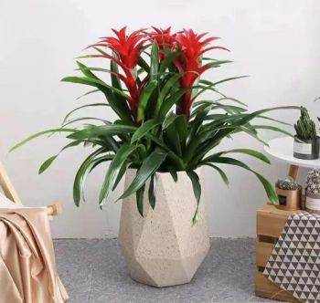 Billbergia Pyramidalis (Sims) Lindl. Live Bonsai Indoor Plants - Kunming Gold Petal Co., Ltd. - China