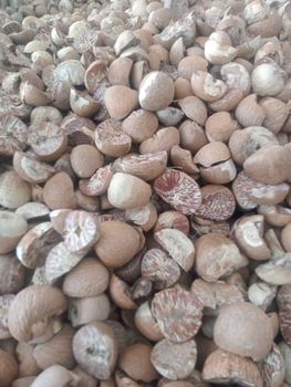 BETEL NUT Origin Sumatera, Indonesia Quality Standard Export Quality - PT.BERKAH FIMA MAULIA - Indonesia