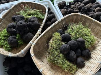 fresh truffles - SHENZHEN MYCO TRUFFLE MUSHROOMS SUPPLY  CO., LTD - China