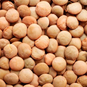 Brown Lentils Clean Sorted Harvest Selection With Excellent Cooking Performance For International Food Demand - TOSOH INTERNATIONAL - South Africa