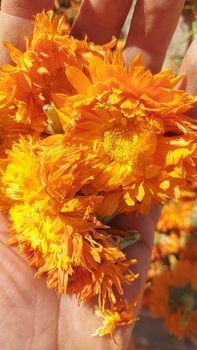 Dried Calendula Flowers – Premium Export Quality Origin Egypt Delivery Form Tea Bag, Tea Leaves Features Decaffeinated, Fair Trade, No Artificial Flavors, No Preservatives, Organic - Elmotmiz Herbs - Egypt