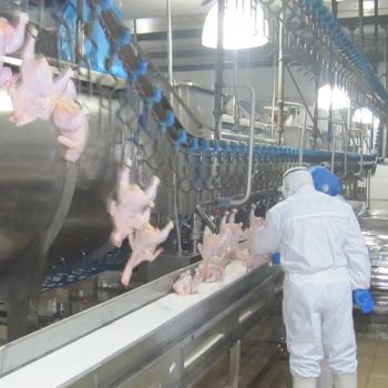 High Cost Performance Poultry Slaughtering Equipment Origin China Voltage 380V HS Code 84385 Condition New Model NO. - Changshu Slaughterhouse Equipment Co., Ltd. - China