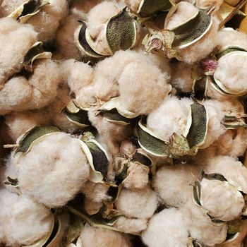 USA Raw Cotton Suppliers and Wholesalers for Cotton, Raw Cotton - AGRONOVA - United States