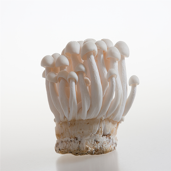 China White Shimeji Fresh Mushroom Address / Shape Rod Content / Size 2-3cm Style Fresh Color White Ingredients / Brand Name - Jining New Silk Road Food Co., Ltd. - China