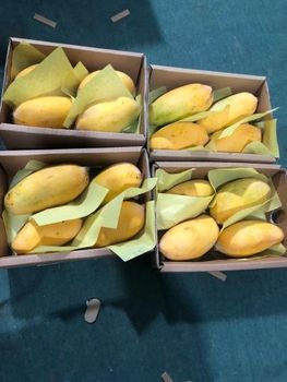 Fresh Mango (10/ KG Cartons) - Pelican Enterprises Pvt Limited  - Pakistan