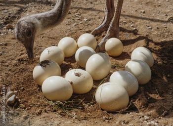 Premium Ostrich Eggs Grade A Shape Oval Feature Natural Size Exceptionally Large Application Culinary And Decorative Uses - ADWA Solutions LLC - United States