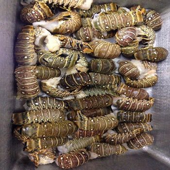 Fresh Affordable Live Lobsters Frozen Lobster Tails / Live Lobster for Sale Lobster Tails Wholesale / Live Lobster Price - CPW TRADE LTD - United Kingdom