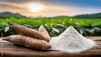 Cassava Powder Grade Food Grade Packaging 50kgs Bags Origin Uganda And - Molecule Technoogy Africa Ltd - United Kingdom