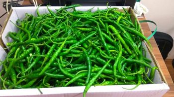Green Chilli  Color Green Quality Best Quality Chili Origin Palghar Village, - Zion Trading - India