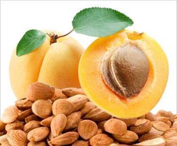 High-Quality Natural Apricot Kernels – Sweet & Bitter, Food Grade, Bulk Supply, Export Ready - Trapani Global Trade B.V. - United States