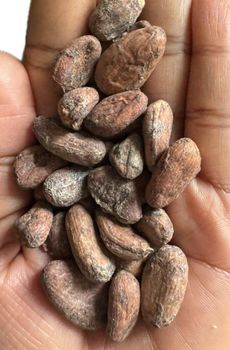 Cocoa Beans – product photo, Fermented Cocoa Beans products found from trusted suppliers, wholesalers, manufacturers & exporters Listing