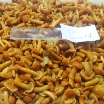 Rich in Flavor Eco-Friendly Nameko Canned Mushroom Whole for Office Lunch - Xixia Songlin Guye Co., Ltd - China