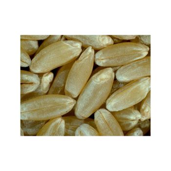 Durum wheat offered for large lot trade and consistent supply flow from MASI TRADING GMBH Durum wheat offered for large lot trade and consistent supply flow - MASI TRADING GMBH - Germany