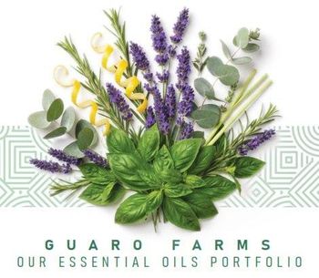 Essential oils ( Eucalyptus , Lemongrass , Citronella & Palmarosa ) - Guaro farms - Ethiopia