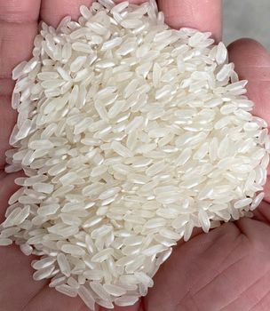 VIETNAM PREMIUM CALROSE RICE (5% broken) – Soft, Glossy & Sticky Medium Grain from Sunrise Ins VIETNAM PREMIUM CALROSE RICE (5% broken) – Soft, Glossy & Sticky Medium Grain - Sunrise Ins - Vietnam