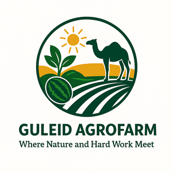 High-quality young male sheep available for sale. Currently offering 70 well-raised livestock, healthy and ready for breeding or fattening. Additional supply can be arranged upon request; - Guleid Agrofarm - Somalia