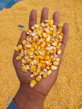 Whole Yellow Maize - Iai holding as - Denmark
