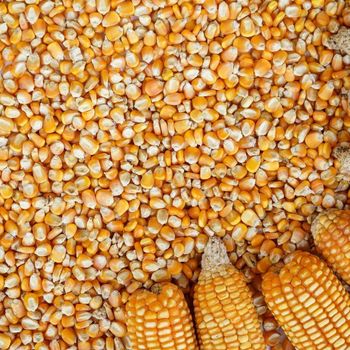 maize – product photo, Maize products found from trusted suppliers, wholesalers, manufacturers & exporters Listing