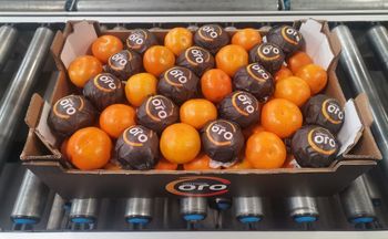 Nartjies Size 56 Grade 1 Flavor Citrus Shelf Life 12, 12 Month Packaging Convenient Bag Origin Western Cape, South Africa - Dreamcelsius Group Africa  - South Africa