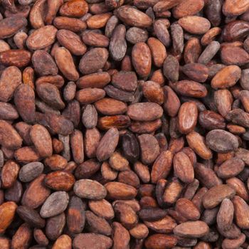 Cocoa Bean – product photo, Fermented Cocoa Beans products found from trusted suppliers, wholesalers, manufacturers & exporters Listing