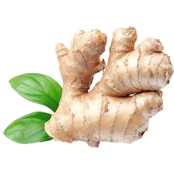 Premium Fresh Ginger High Quality Yellow Ginger Roots Bulk Wholesale Supply Cheap & Affordable Pricing from A.C.P. AGRICULTURE COMPANY LIMITED Premium Fresh Ginger High Quality Yellow Ginger Roots Bulk Wholesale Supply Cheap & Affordable Pricing - A.C.P. AGRICULTURE COMPANY LIMITED - Thailand
