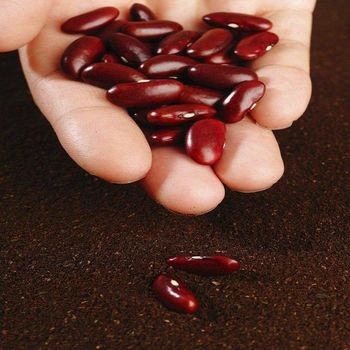 Fresh Red Kidney Beans Whole Dried Pulses Natural Taste High Nutrition Rich Fiber Ideal For Curry Chili Soup And Bulk Food Supply Buy Now Fast Delivery Premium Quality Wholesale - wood traders - Poland