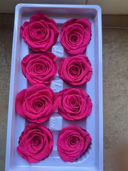 preserved rose head Color Many Colors Size Various - Changsha Solavis Flower Company - China