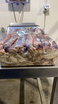 Frozen Illex Squid - Size S - Pristine Patagonia SPA - Chile