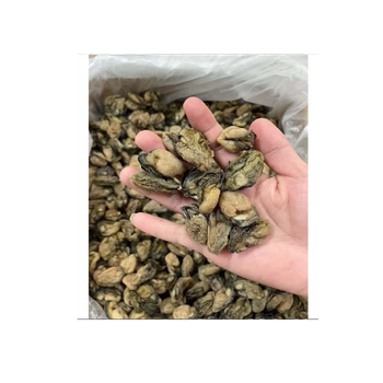 Top Air Without Shell Sun-dried Oysters [100GRAMS] Protein New Salt BQF Freezing Process In Gift Packing For cooking - Sunshine Education And Food Imports - Singapore